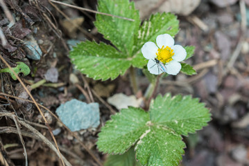 Small undergrowth flowers