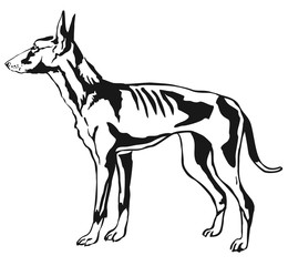 Decorative standing portrait of  Podenco Ibicenco dog vector illustration