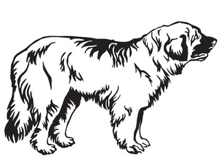 Decorative standing portrait of dog Leonberger vector illustration