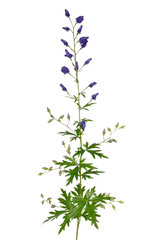 Aconitum napellus flower isolated on white background