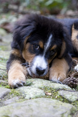 Kleiner Hundewelpe schaut misstrauisch, weil er Angst hat, dass ihm jemand seinen Tannenzapfen wegnimmt