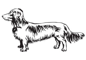 Decorative standing portrait of dog Long-haired Dachshund vector illustration