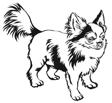 866 Best Chihuahua Outline Images Stock Photos Vectors Adobe Stock