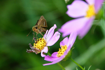 copper butterfly