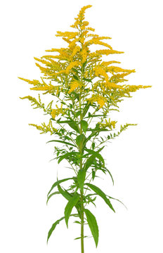 Solidago gigantea flower isolated on white background