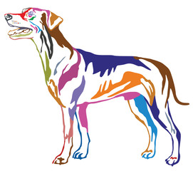 Colorful decorative standing portrait of dog German Pinscher (standart) vector illustration