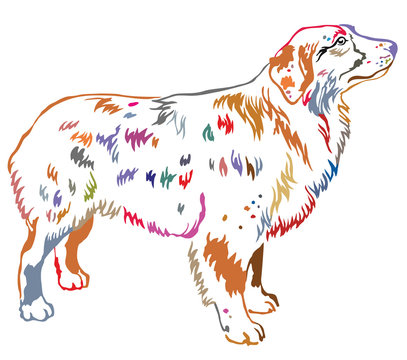 Colorful decorative standing portrait of dog Australian shepherd vector illustration