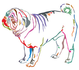 Colorful decorative standing portrait of dog pug vector illustration