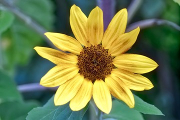 Sunflower, Mirasol
