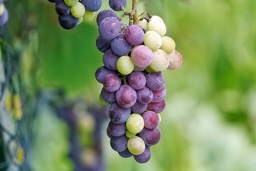 Woodbine Grapes, Thicket Creeper, Virginia Creeper