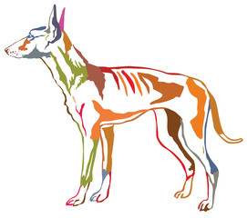 Colorful decorative standing portrait of Podenco Ibicenco dog vector illustration