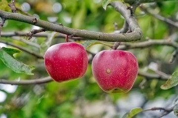 Red Apples