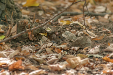 Small forest wooden mouse peaking from hole