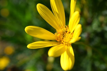 Flor Amarilla e Insecto