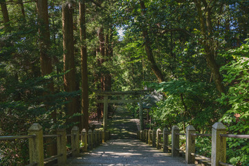 白山比咩神社　参道の森