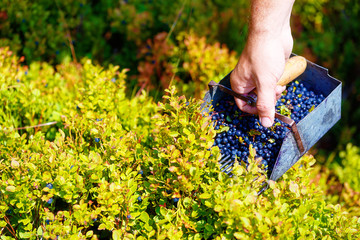 Comb for picking blueberries. (Vaccinium myrtillus) in nature.