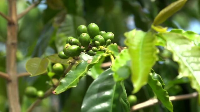 Unripe green fruits of the Kona coffee plant (Coffea arabica).  Kona District, Hawaii, USA