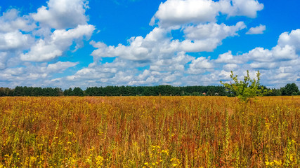 Fototapeta premium Landscape of a green field under a bubbly summer colorful sky at sunset dawn sunrise. Copyspace On Clear Sky.