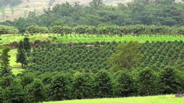 Coffee plantation (Coffea arabica) at Hawaii. Kona District, Hawaii, USA