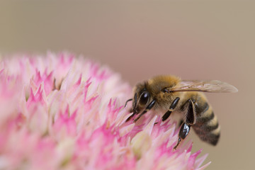 Biene auf Rosarote Fette Henne  Blume