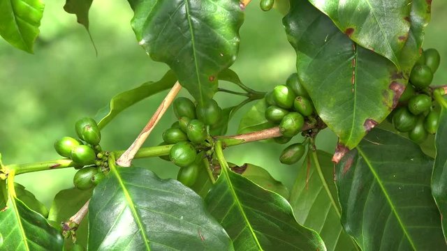 Unripe green fruits of the Kona coffee plant (Coffea arabica).  Kona District, Hawaii, USA