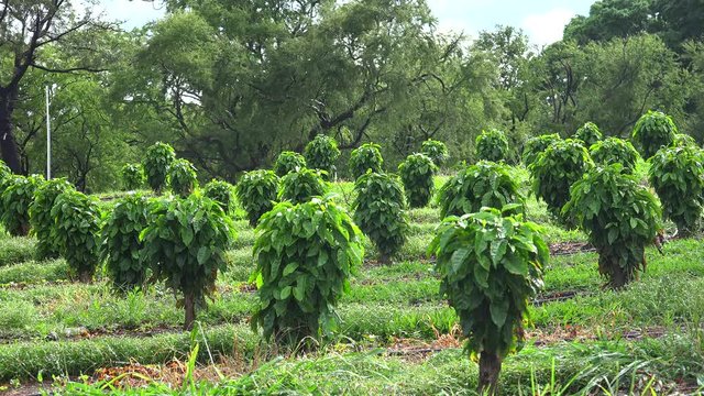 Coffee plantation (Coffea arabica) at Hawaii. Kona District, Hawaii, USA