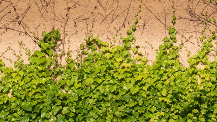 House overgrown by ivy