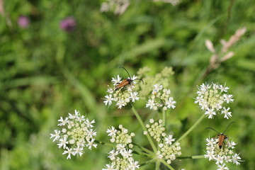 Brauner Bockkäfer auf der Blüte einer Wilden Möhre