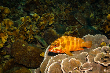 Obraz na płótnie Canvas Fish on a reef