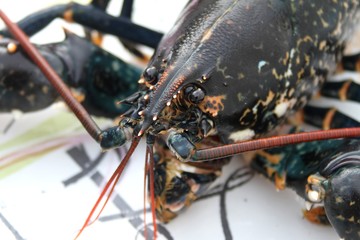 homard bleu breton,homarus gammarus © papinou