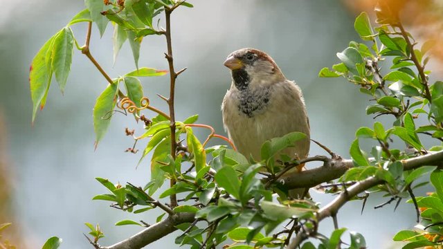 House sparrow in firethorn