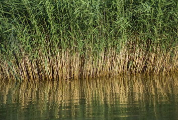 Lake and reed