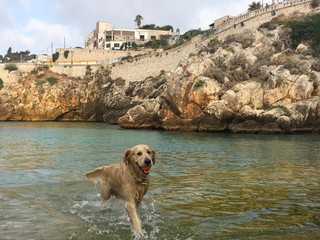 Cane a Castro Marina