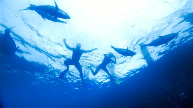 Romantic Couple Scuba Diving and snorkeling on vacation under water with bluefin tuna farm in tuna nets (tuna rings) in deep blue ocean areas. 