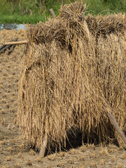 稲の天日干し