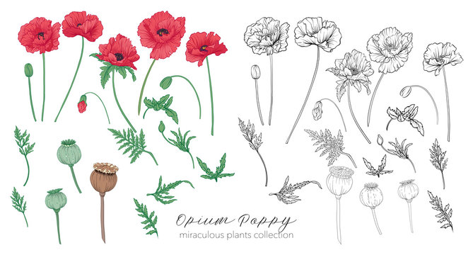 Opium poppy plant set. Colored and outline set stock vector illu