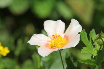 マルバストラム