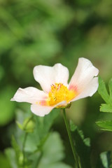 Fototapeta premium マルバストラム