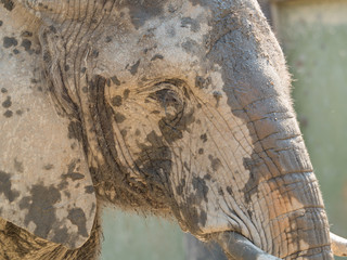 Obraz premium アフリカゾウ