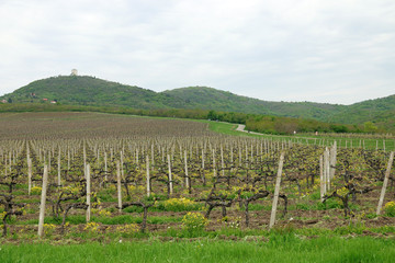 Fototapeta na wymiar Vineyard and green hills landscape