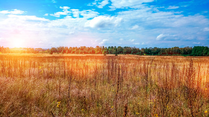 Landscape of a green field under a bubbly summer colorful sky at sunset dawn sunrise. Copyspace On Clear Sky.