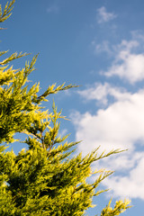 Fototapeta na wymiar Green tree against blue sky with clouds