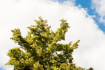 Green tree against blue sky with clouds