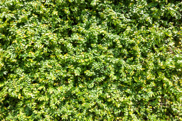 Green leaves at wall background.