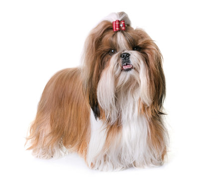 shihtzu in studio