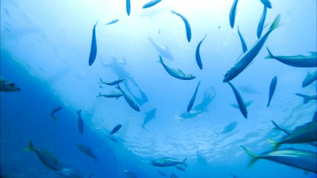 Romantic Couple Swimming and Scuba Diving / snorkeling on vacation under water with bluefin tuna farm in tuna nets (tuna rings) in deep blue ocean areas. 