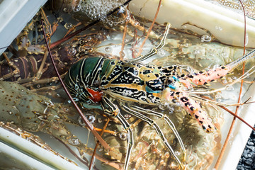 Live Lobsters at Fish Market,Phuket,Thailand.