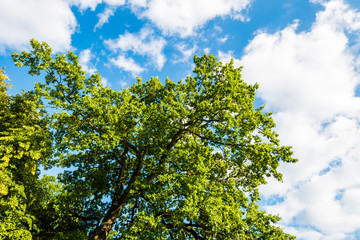 Green tree against blue sky with clouds