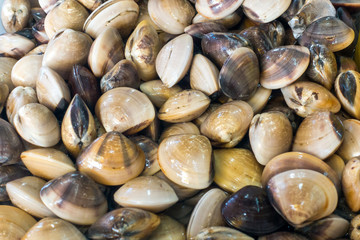 Fresh enamel venus shell (Meretrix lyrata)  in market.