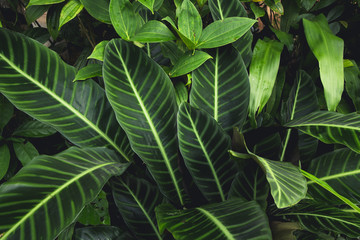 Green leaf background in a refreshing forest
